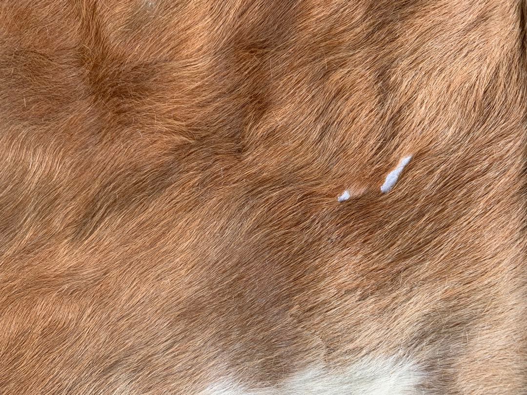 特大! ビンテージ 本革 カウラグ レザー ラグ