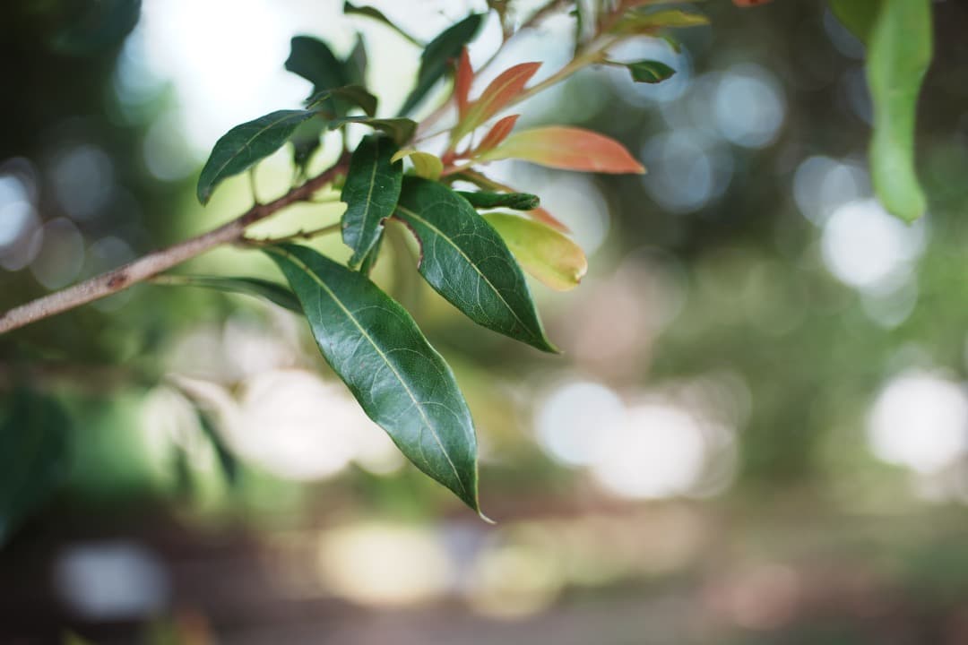 【美品】動作◎ ニコン Nikkor-o Auto 35mm F2 113