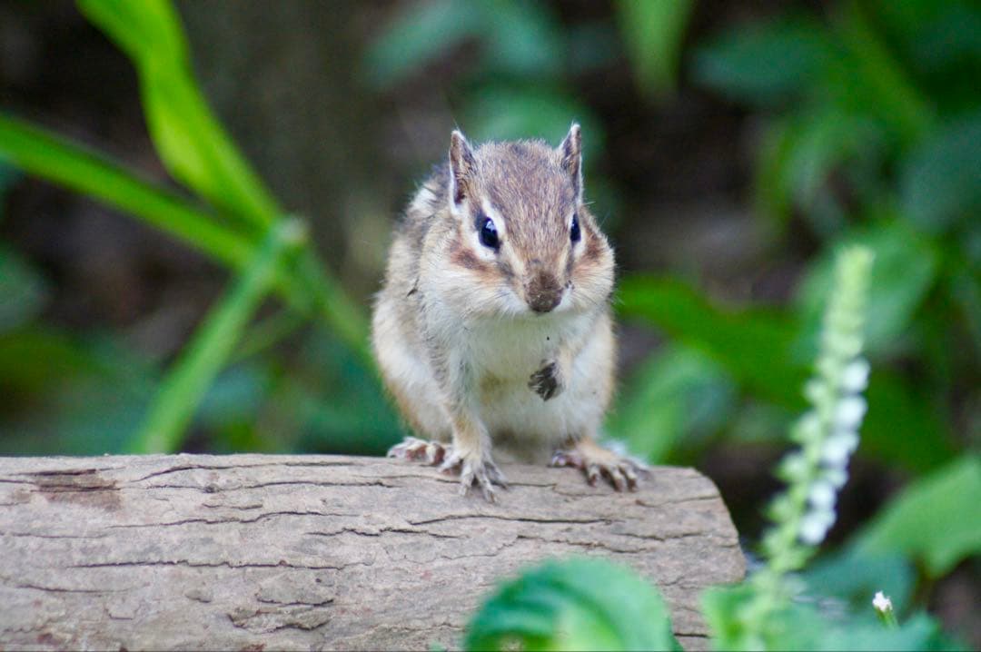 【t.b様】【24時間限定特価】SONY α55 ダブルズームレンズセット