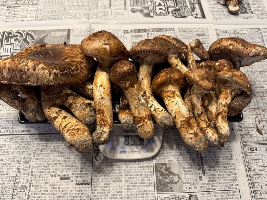 松茸　北海道　800g 訳あり　送料込　②