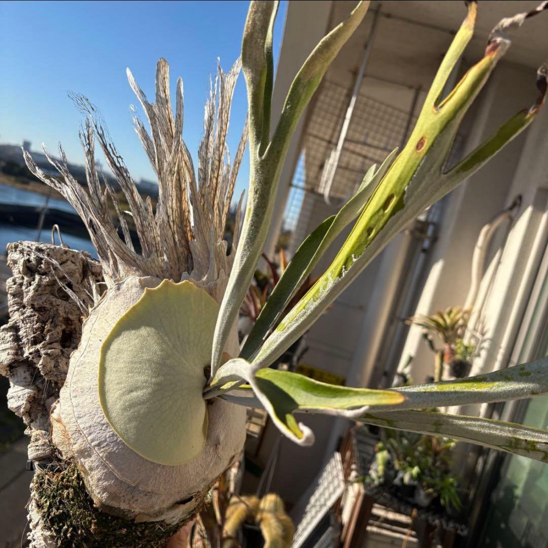 まあちゃんvp3 メテオシャワー