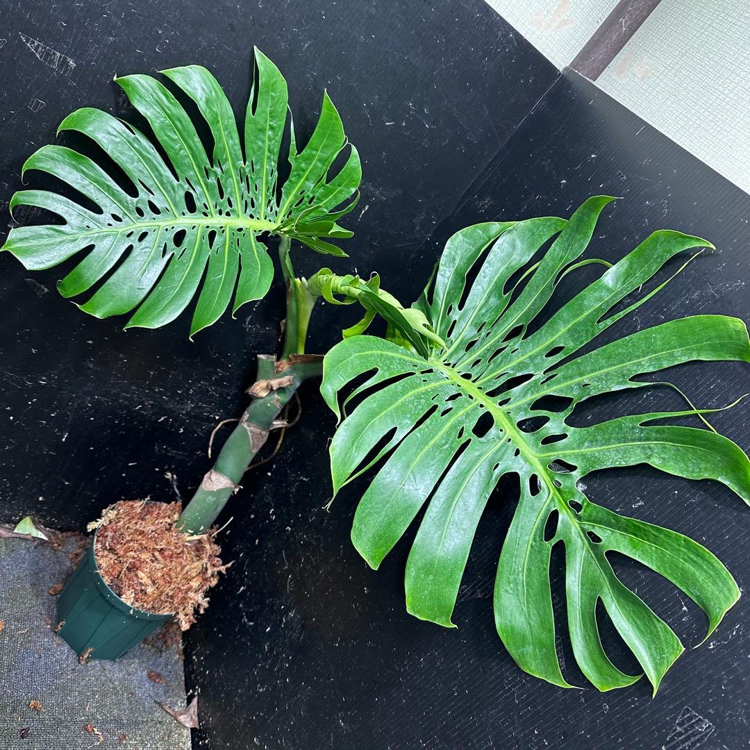 ド*合様 モンステラデリシオーサマクロコズム超希少系統鉢植え81㎝