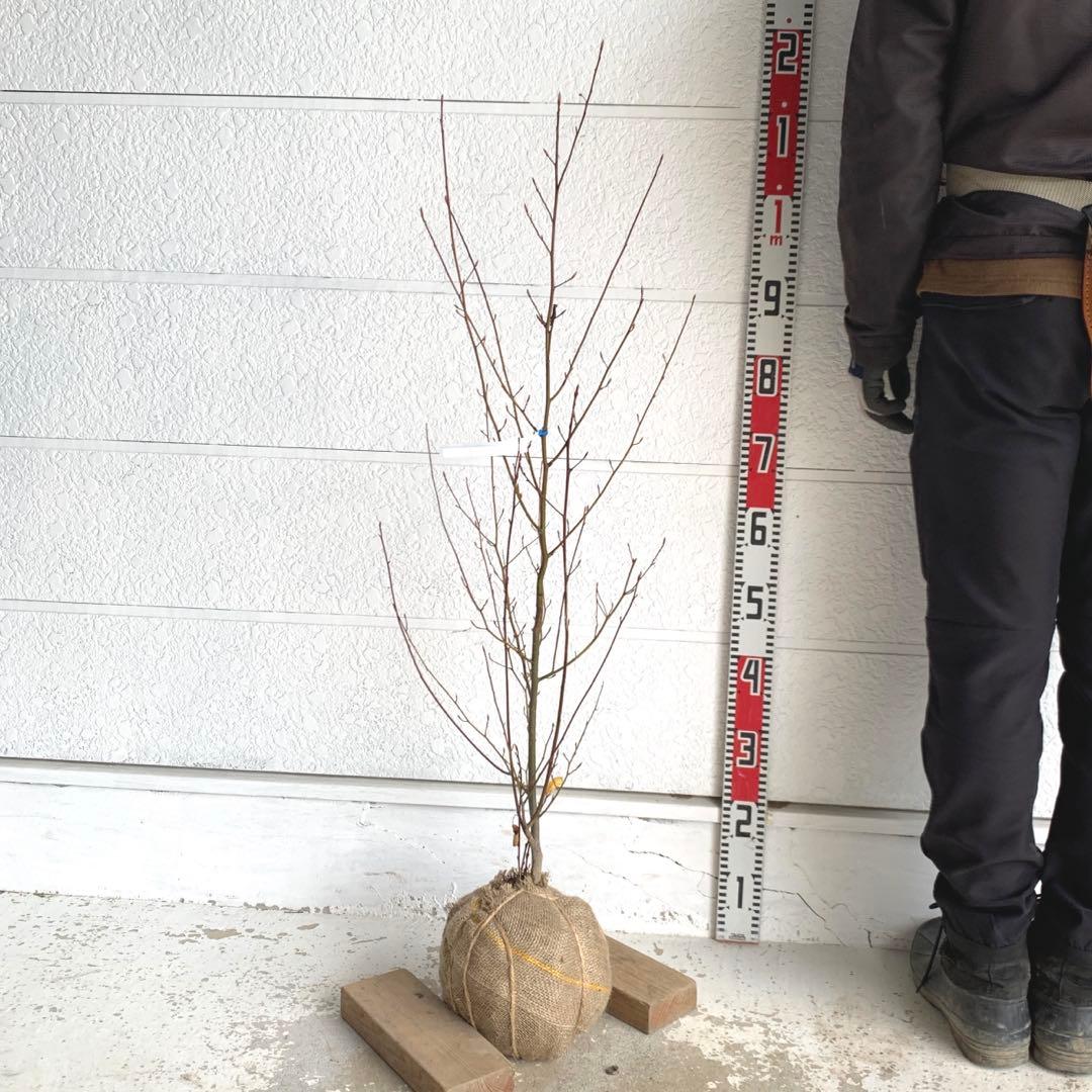 クロモジ　約100cm 黒文字\シロモジ\落葉樹 13