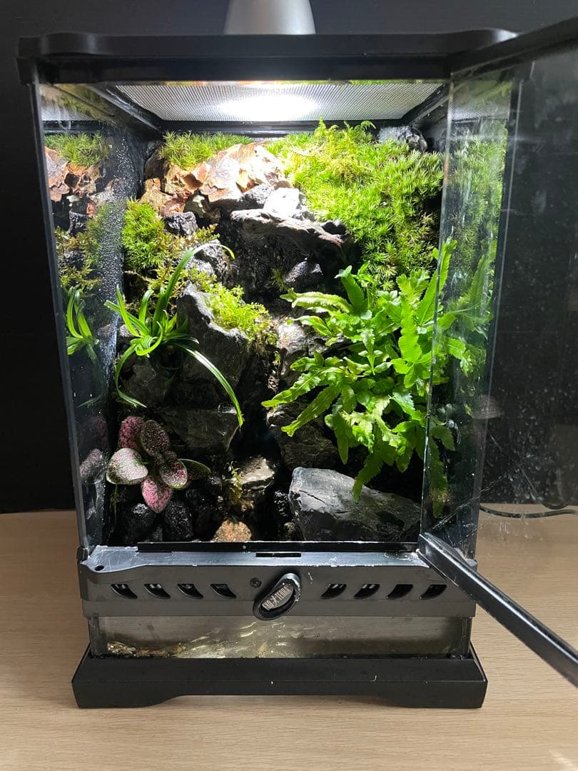 【完成品】2段の滝があるアクアテラリウム