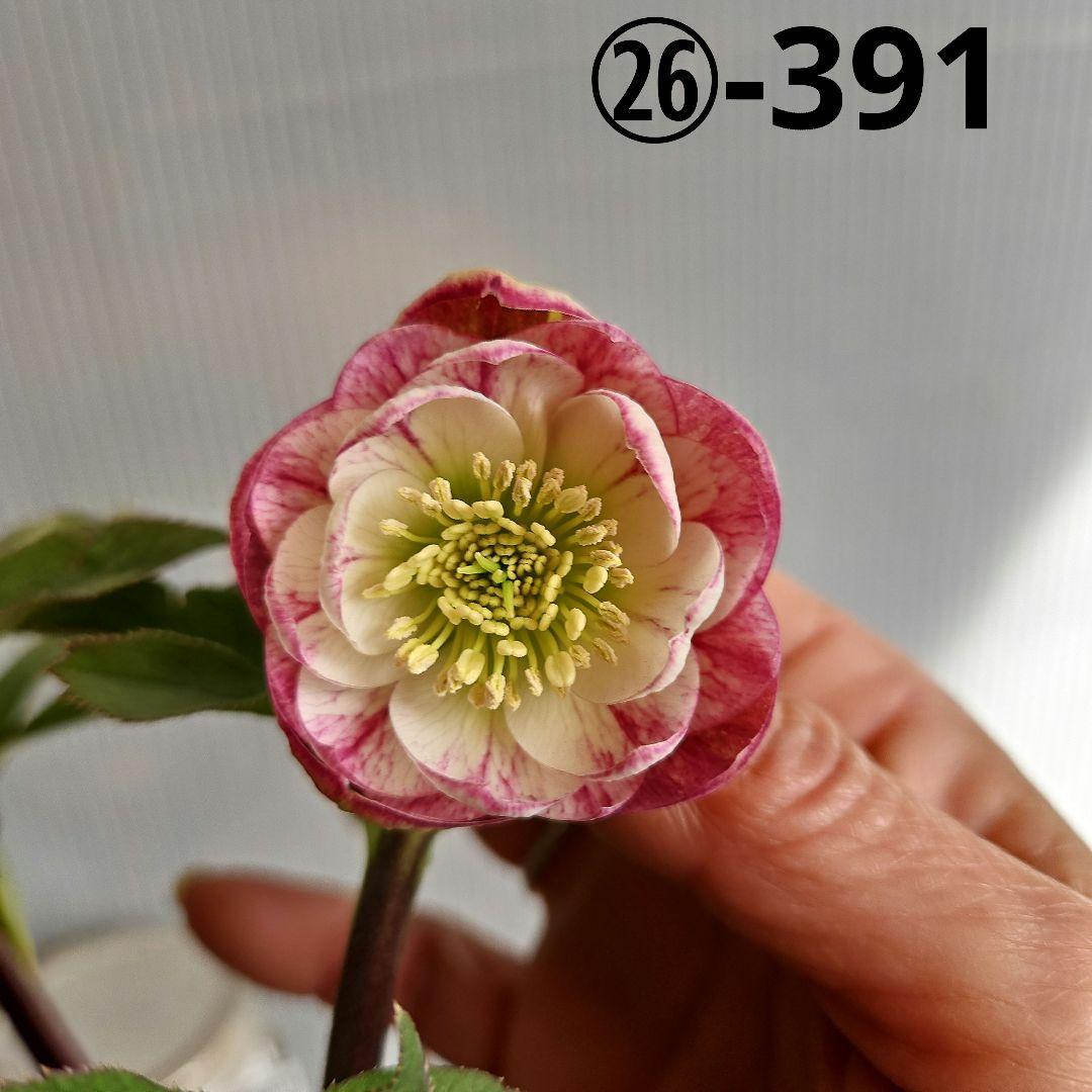 ㉖-391クリスマスローズ