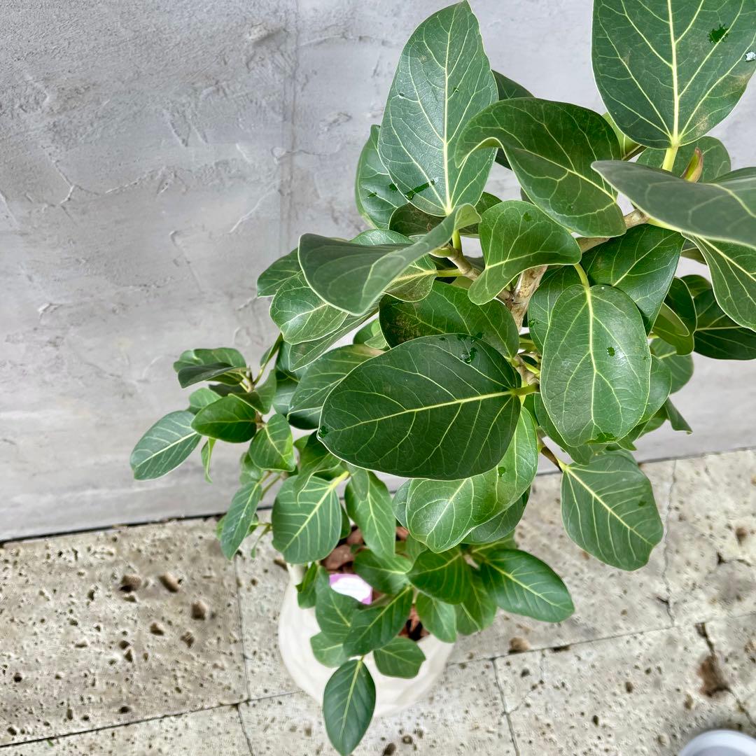 最高級樹形　大型　フィカス　ベンガレンシス　オードリー　陶器鉢　植え込み発送