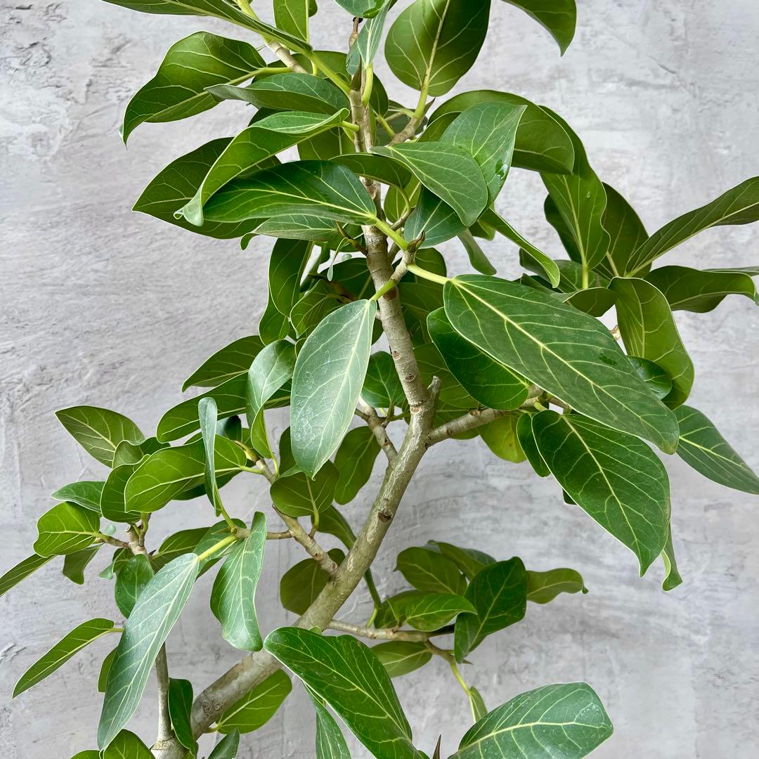 最高級樹形　大型　フィカス　ベンガレンシス　オードリー　陶器鉢　植え込み発送