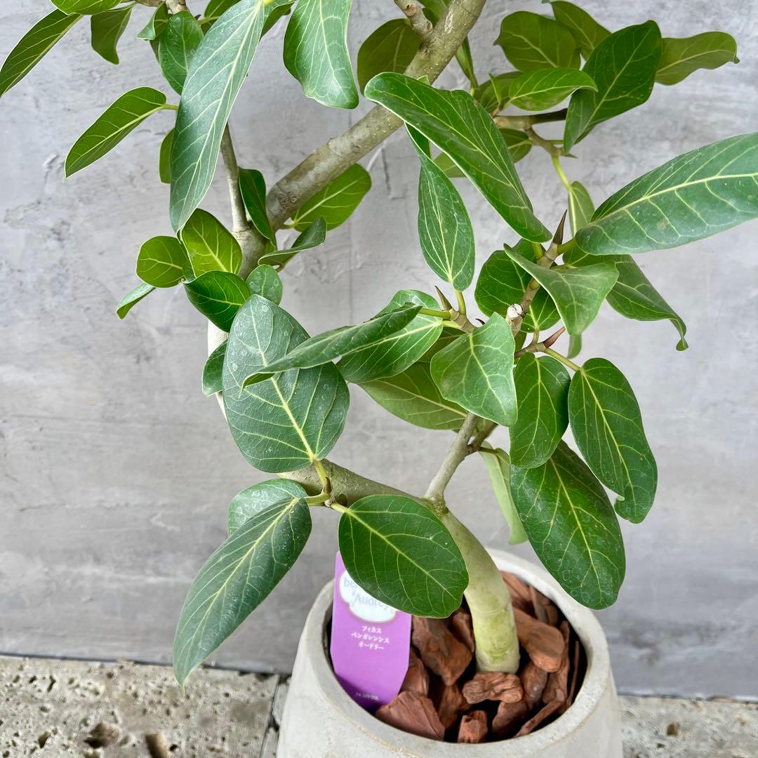 最高級樹形　大型　フィカス　ベンガレンシス　オードリー　陶器鉢　植え込み発送