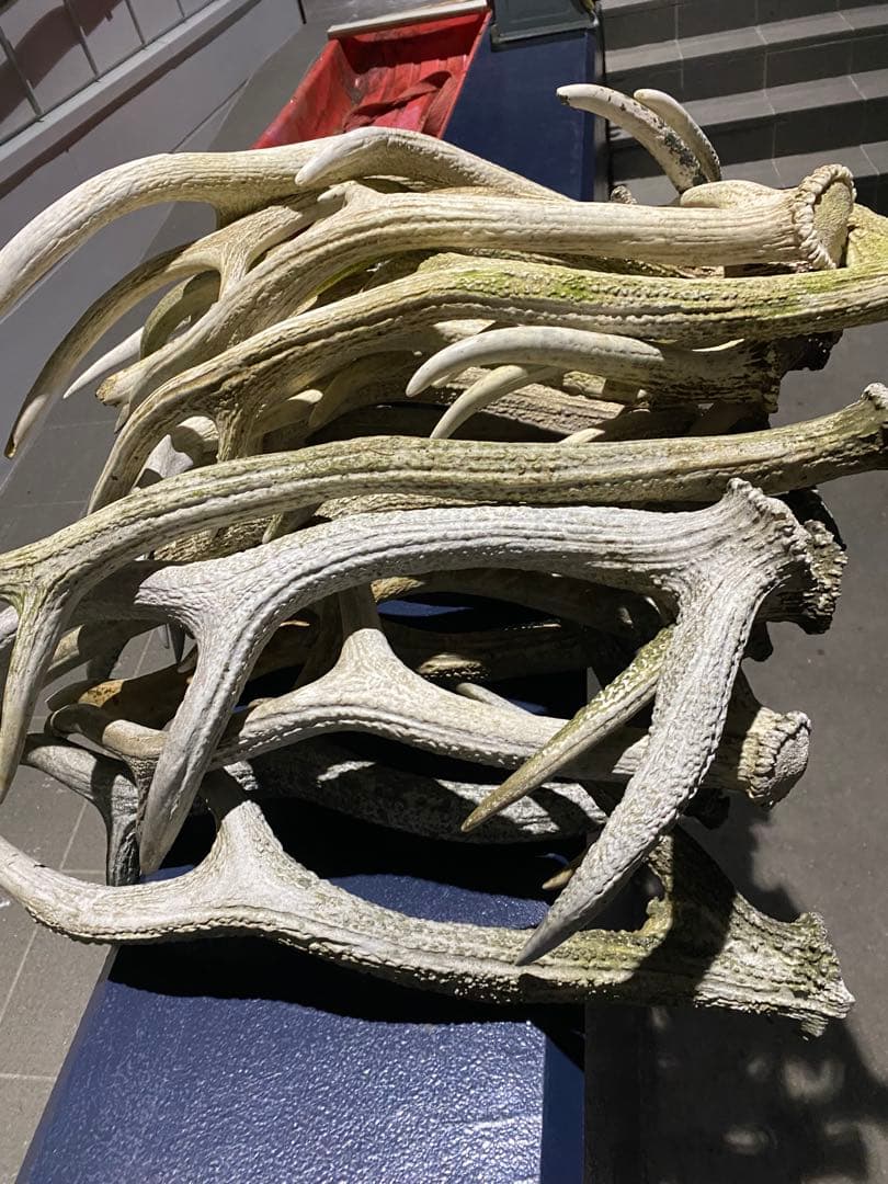 蝦夷鹿の角　58本分　ハネ品7本分無料