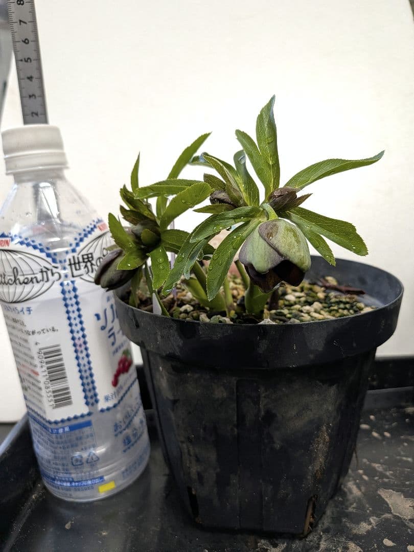 クリスマスローズ　プチドール　原種