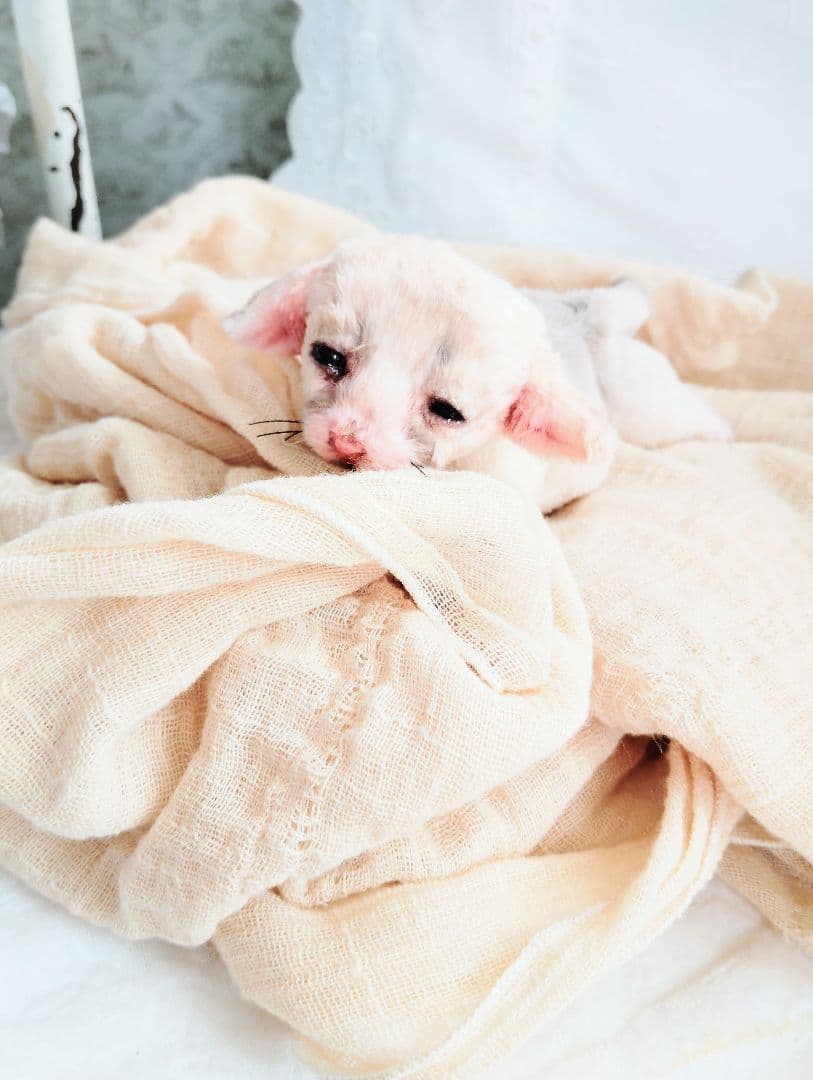 生後１０日♡リアルな子♡フェネック赤ちゃん♡アートドール♡ぬいぐるみ♡