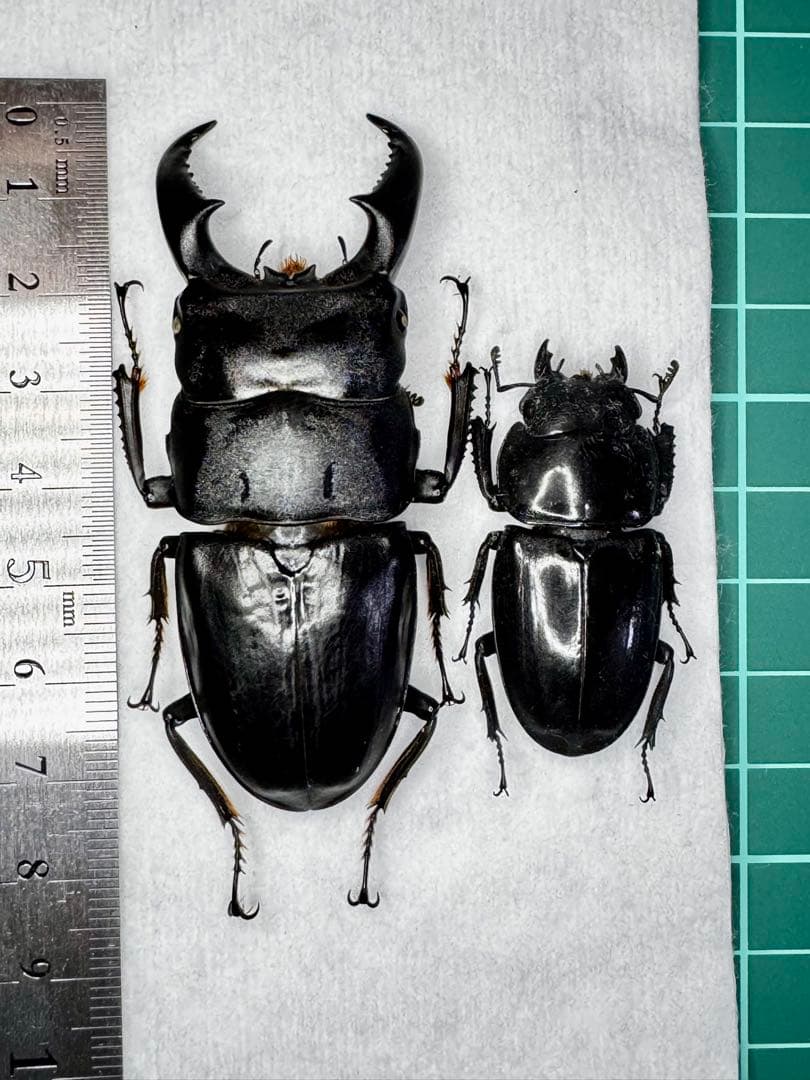 オキナワヒラタクワガタ 野外品ペア標本