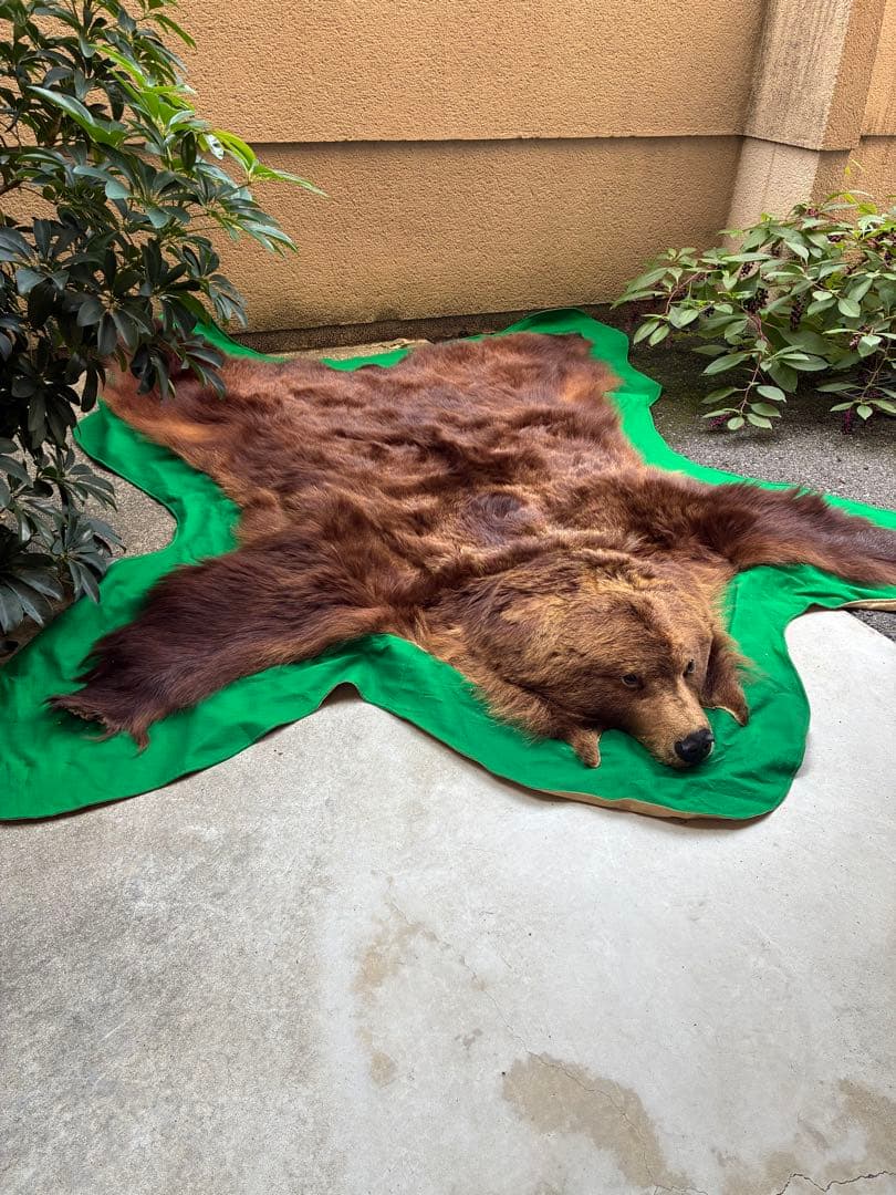 【punky綾さん専用です】ヒグマ　毛皮　熊　剥製