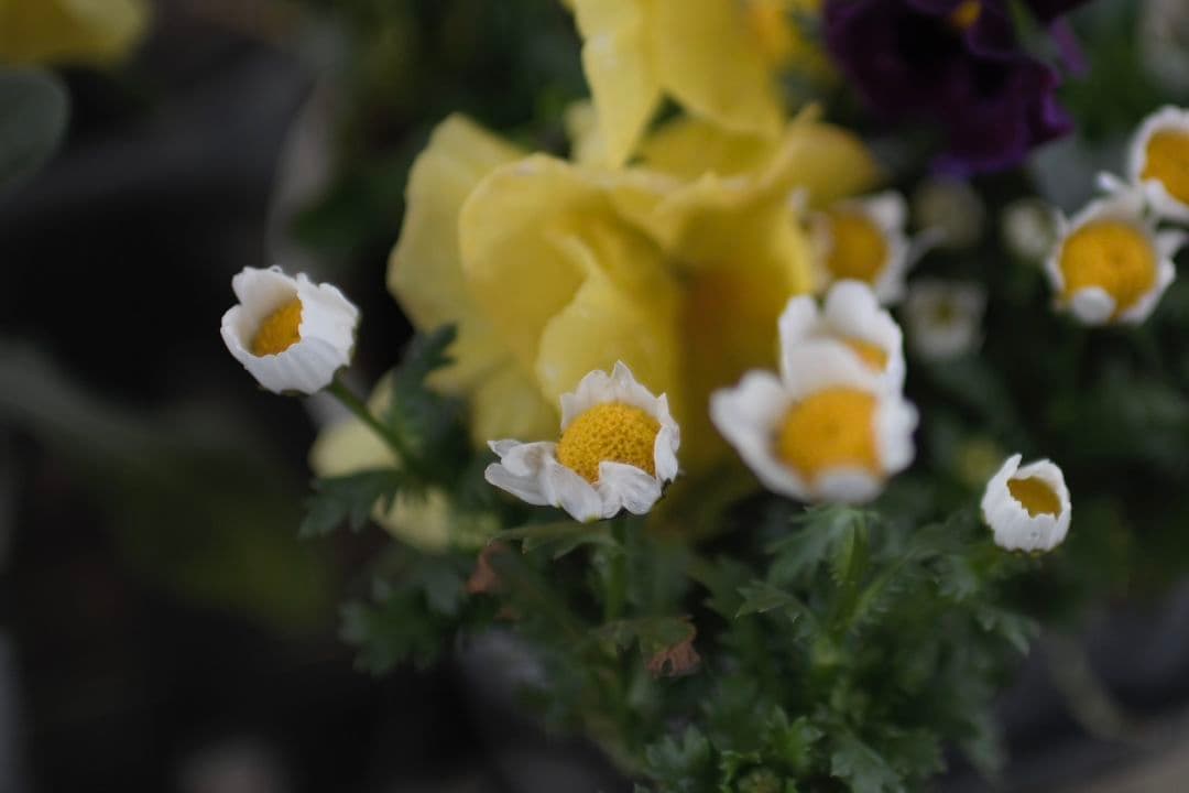 GWセール　30mm f1.4 art for Nikon f APS-C