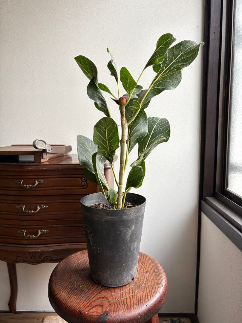 フィカス　クリシュナ　5号　②