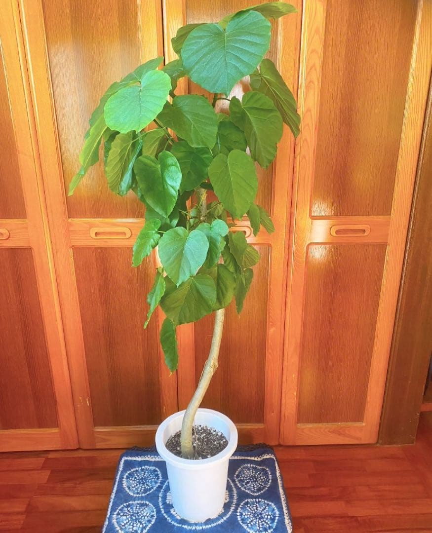 フィカスウンベラータ 8号鉢 高さ140cm