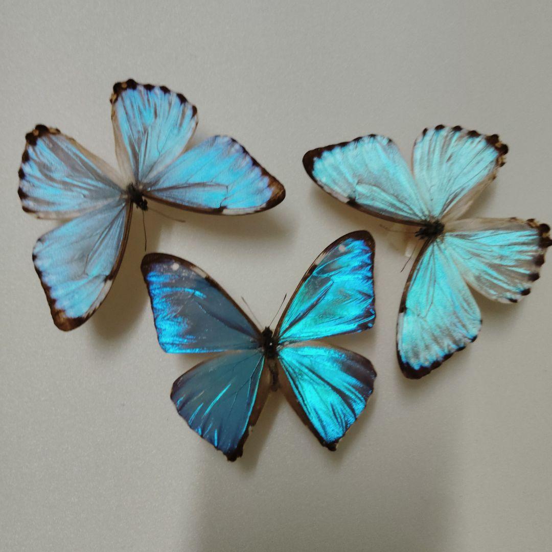 モルフォ蝶　まとめ売り　ブラジル産❗️　蝶標本