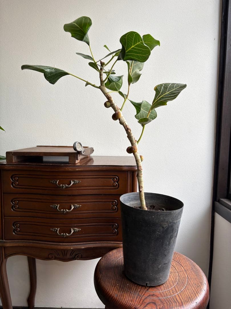 フィカス　クリシュナ　5号鉢　①