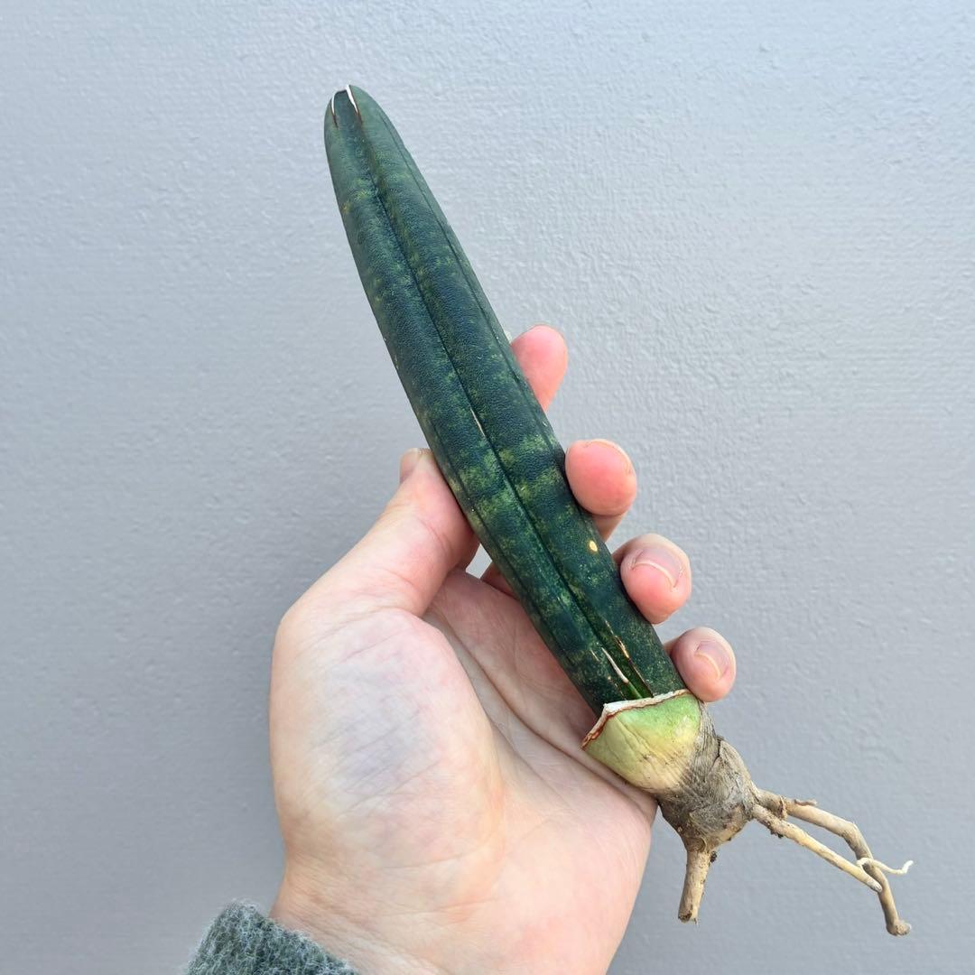 【超希少】サンセベリア タンザニア アルシャ