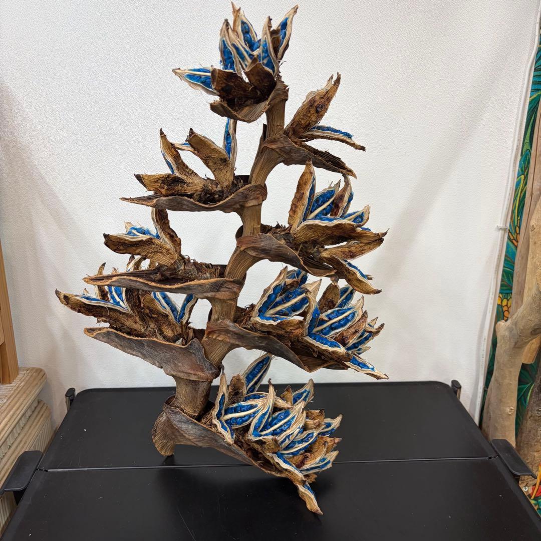 旅人の木A級品　8節