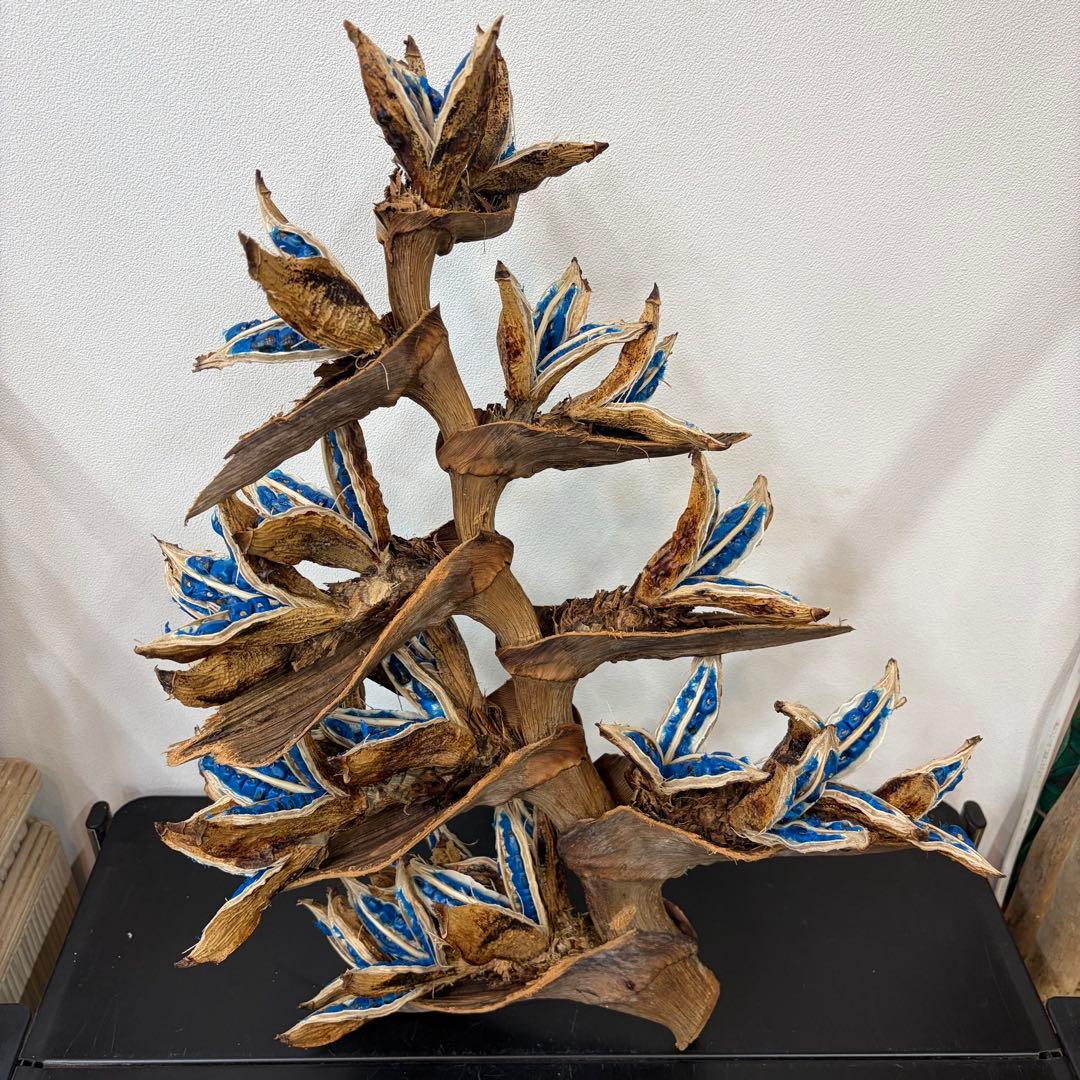 旅人の木A級品　8節