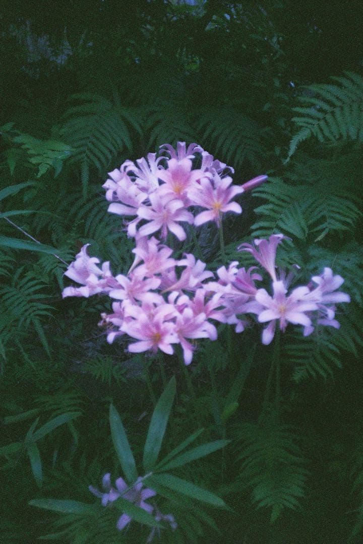 Nikon F 前期型 50mm f1.4 / 135mm f3.5