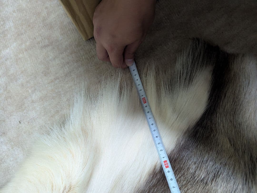 トナカイ　毛皮　フィンランド産