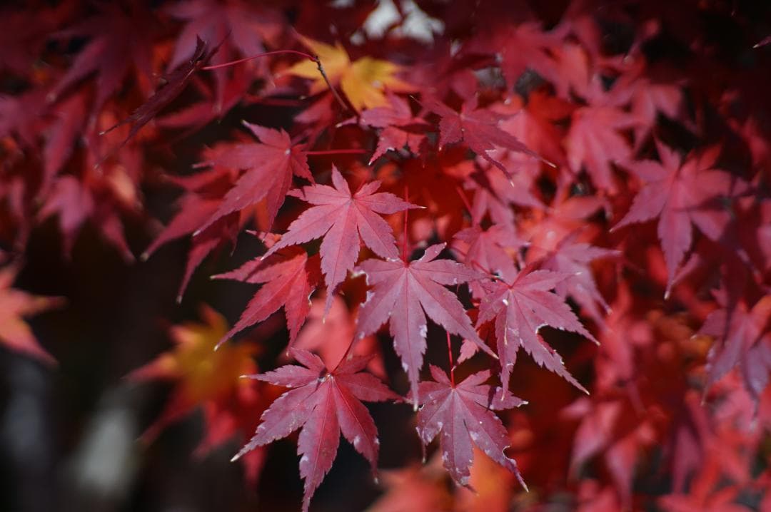 フィルムカメラ PENTAX Super-Takumar 85mm F1.9