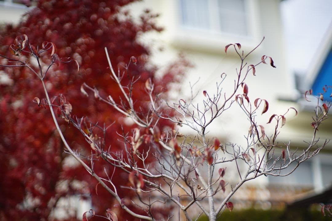 フィルムカメラ PENTAX Super-Takumar 85mm F1.9