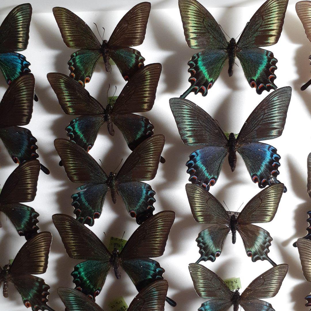 蝶標本　ミヤマカラスアゲハ(春型夏型　♂️♀53頭)大型ドイツ標本箱二箱入り