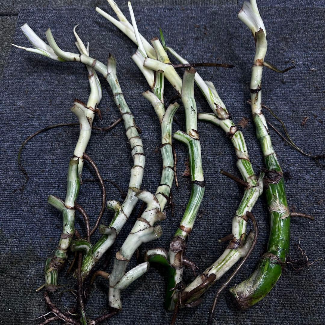 超*✿様 斑入りモンステラホワイトタイガー大茎6株おまとめ