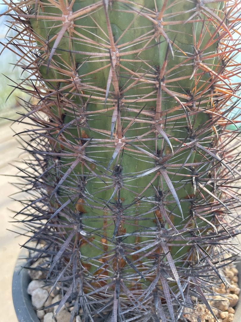 サボテン フェロカクタス 黄金冠 古株 大きめ