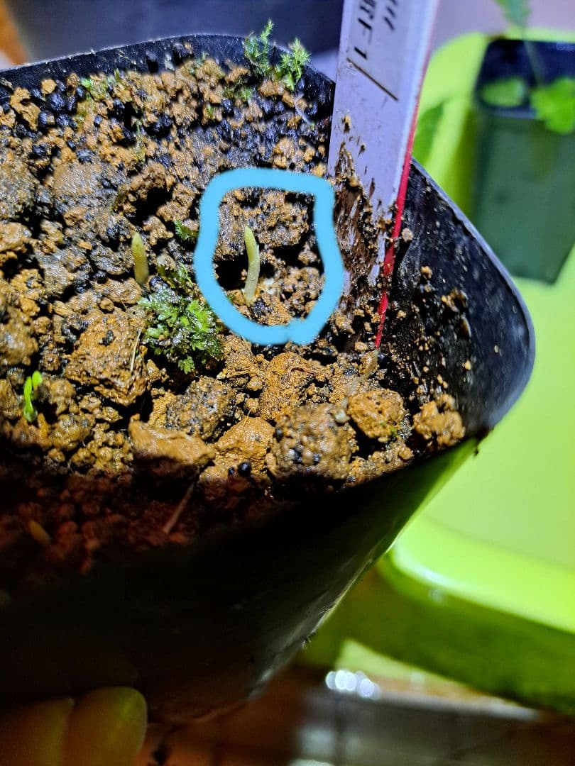 t*o様 山野草　オオアマミテンナンショウ　実生　１球　希少