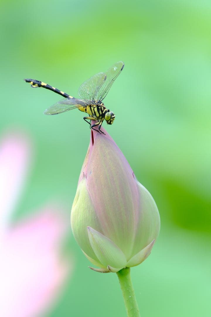 SIGMA 150-600mm F5-6.3 DG Canon EF用