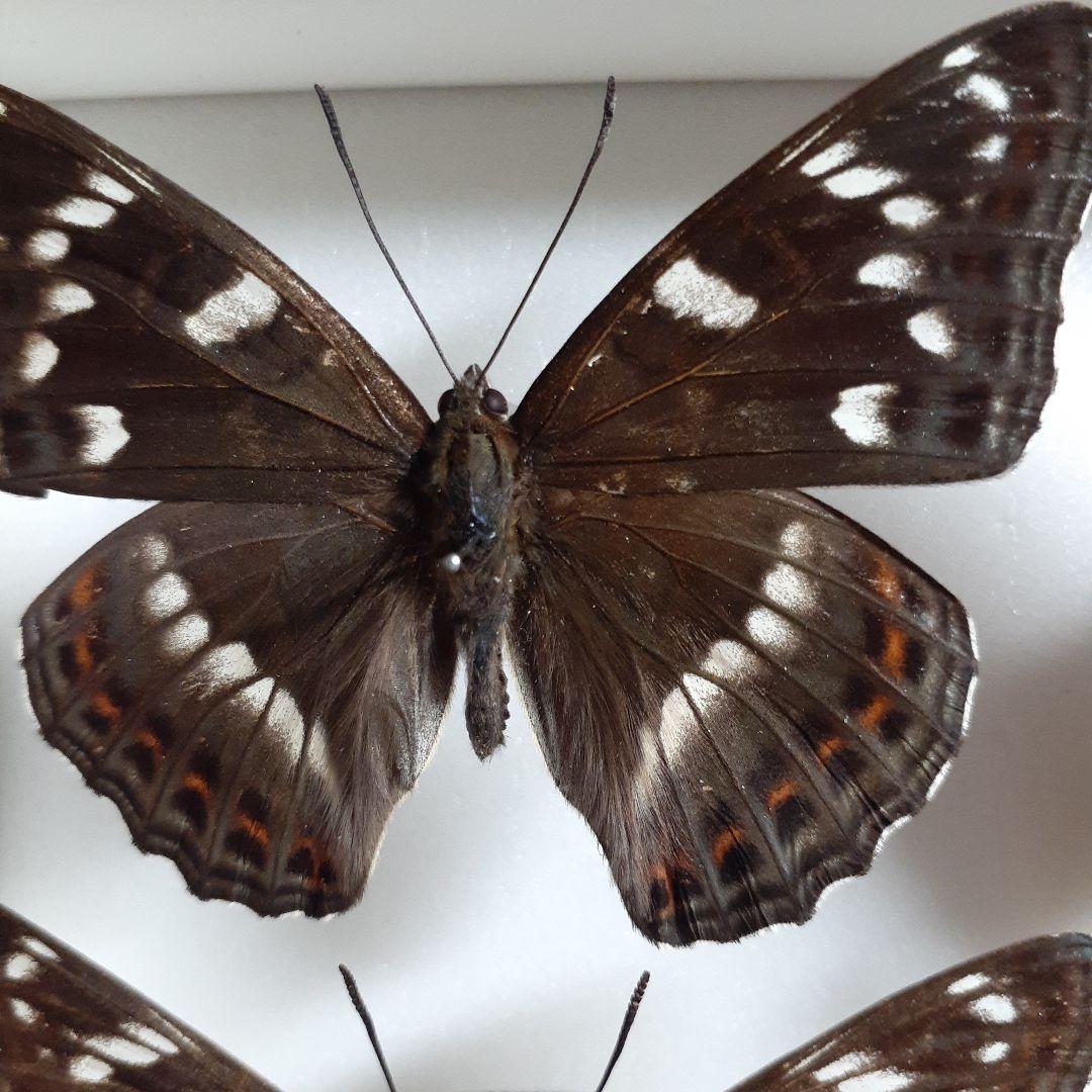 蝶標本　オオイチモンジ、クモマツマキチョウ、ミヤマシロチョウ(♀)標本箱入り