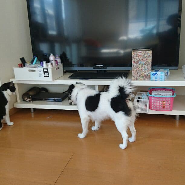 50インチテレビ