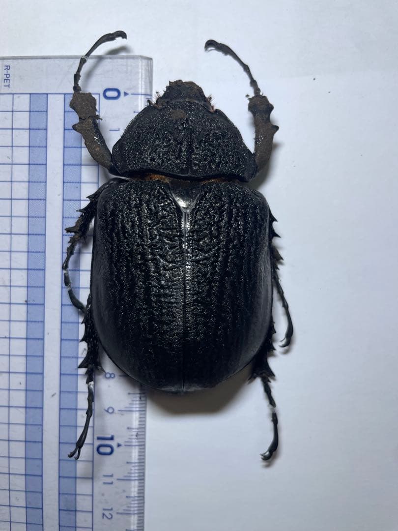 レックス(アクティオン)ゾウカブト　標本用　♂118mm ♀82mm