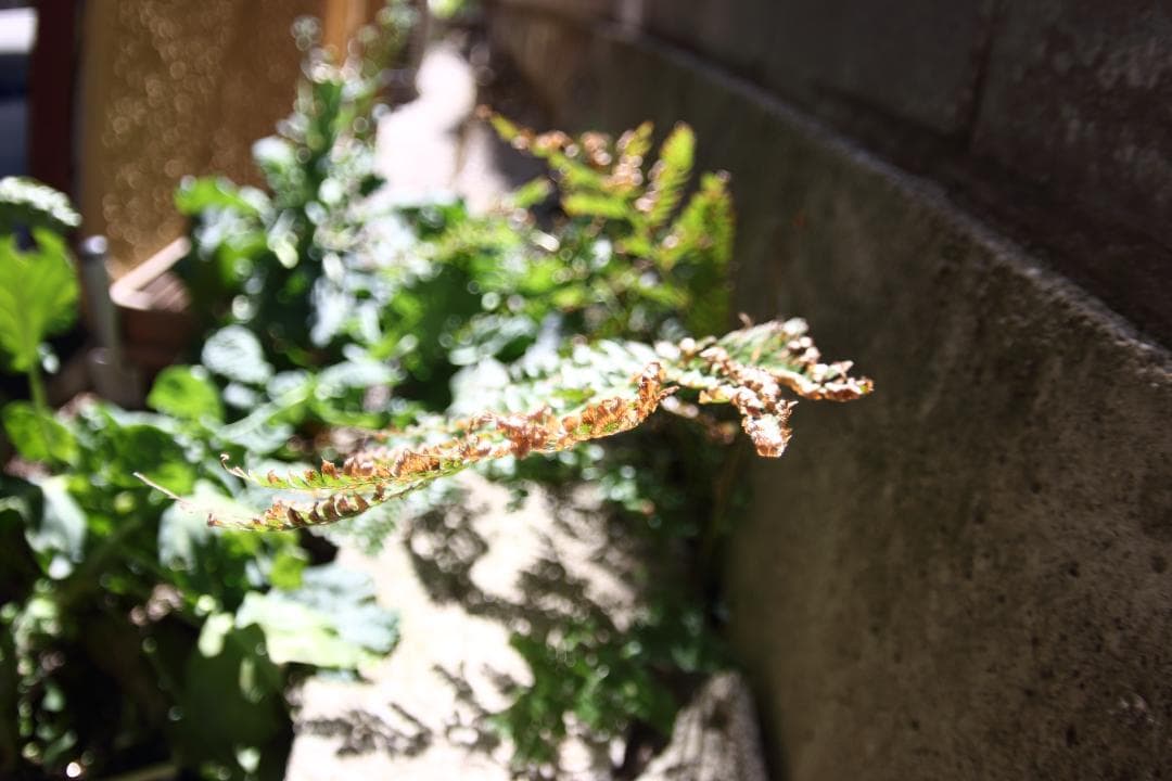 【美品】広角 ロシアレンズ MC Zenitar 16mm F2.8 M42