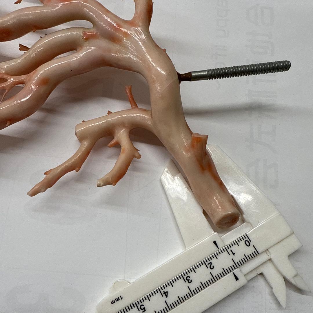 珊瑚　拝見　ゾロ