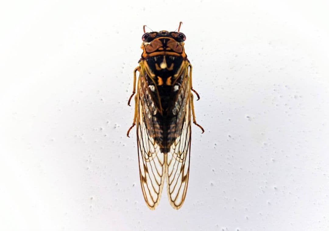 週末限定セール　昆虫標本　ヤクシマエゾセミ