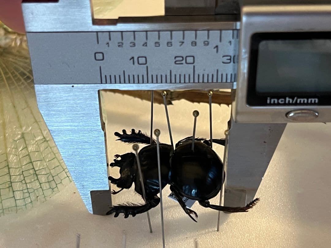 【29mm♂】クモガタタマオシコガネに酷似のPachysoma schinzi