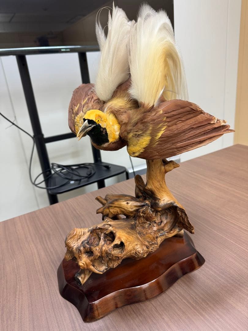 淡*雪様 鳥の標本 極楽鳥　インドネシア　剥製