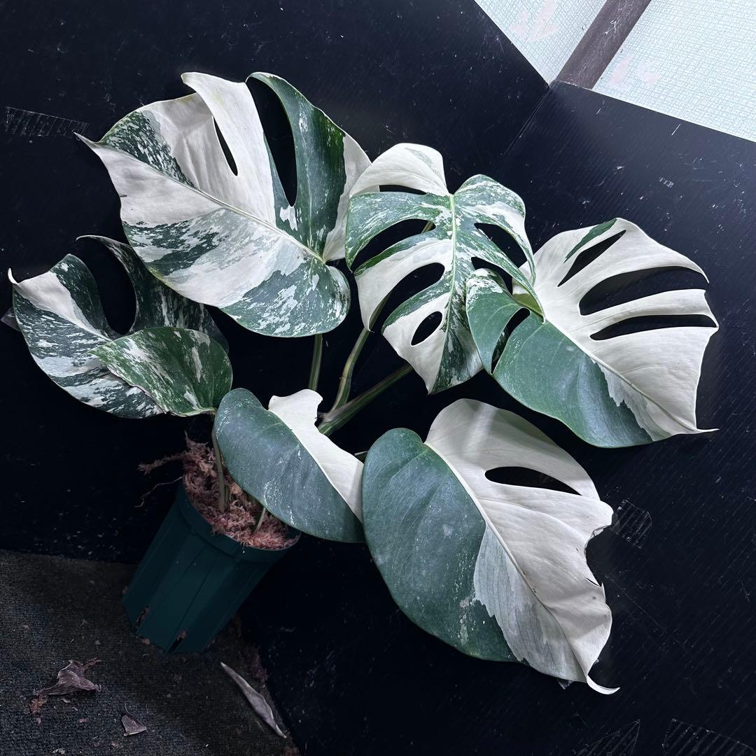 f*1様 斑入りモンステラ ホワイトタイガー極美大株50cm白斑多