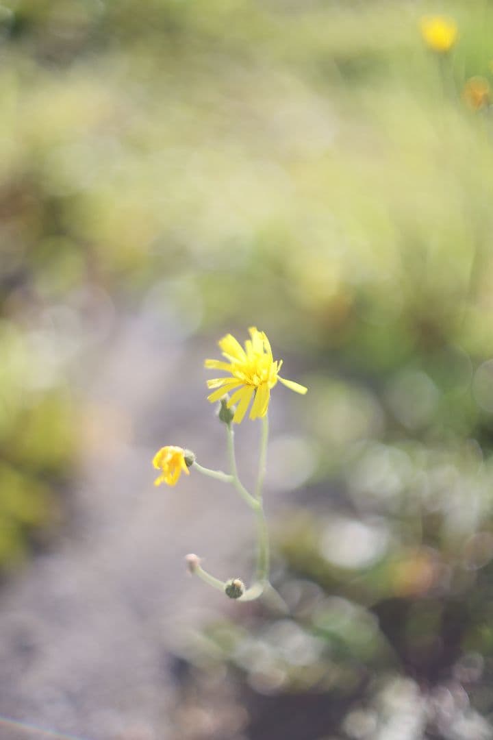 Super-Takumar 50mm F1.4 前期型 〈8枚玉〉【良品】