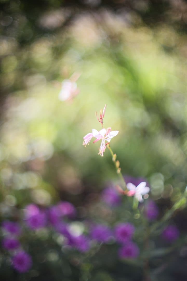 Super-Takumar 50mm F1.4 前期型 〈8枚玉〉【良品】