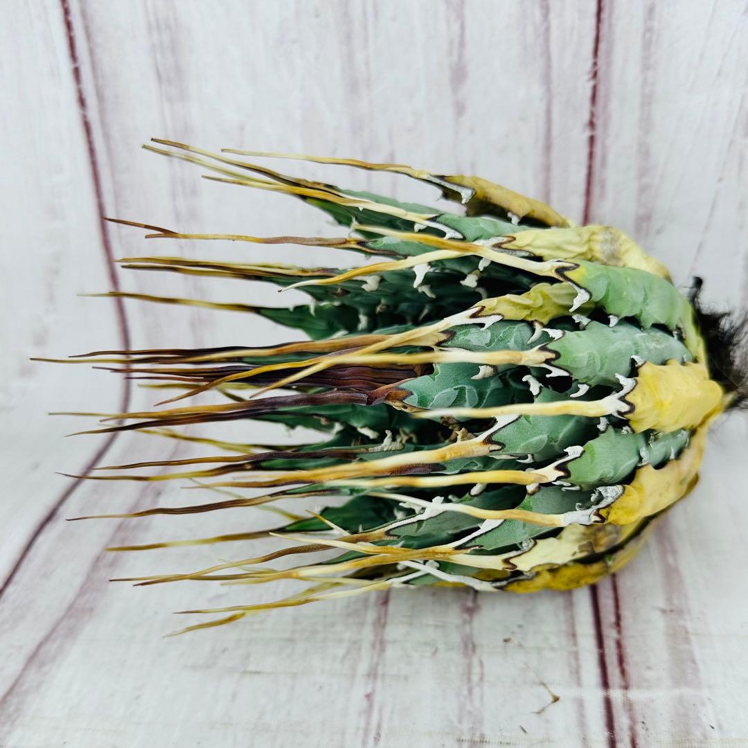 12 アガベ ユタエンシス エボリスピナ ロングスパイン