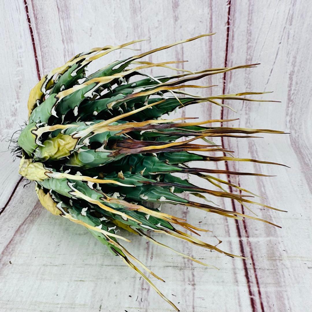 12 アガベ ユタエンシス エボリスピナ ロングスパイン