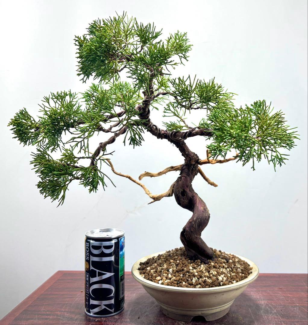 ト*ゲ様 【サービス☆オークション】真柏盆栽