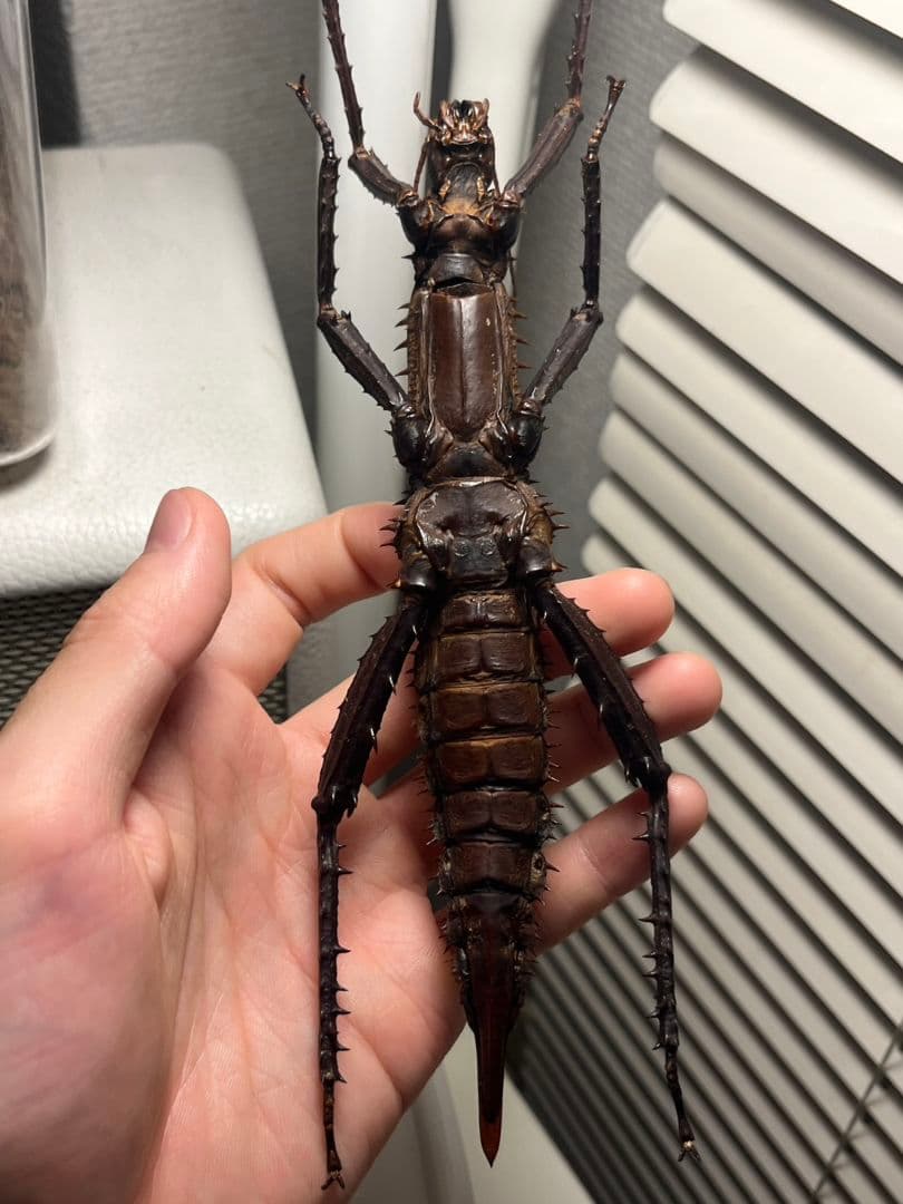 【特大♀】トゲアシフトナナフシオバケフトナナフシコノハムシカマキリバッタ直翅類