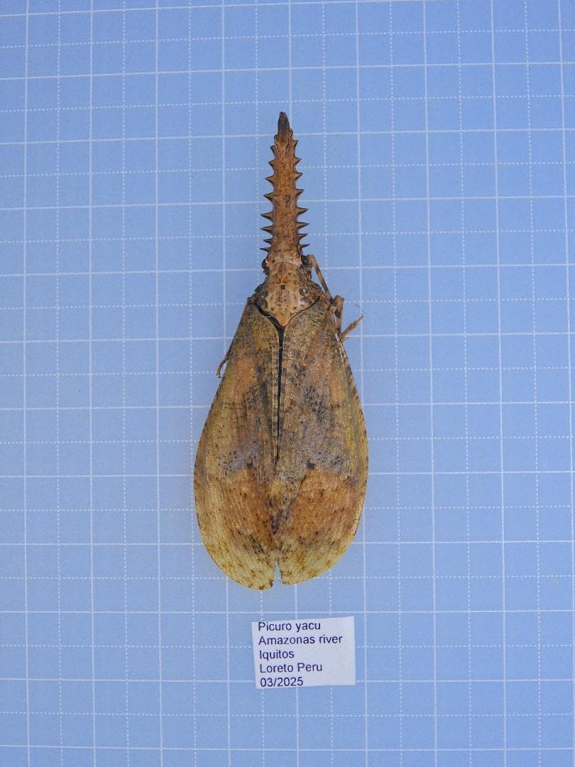 そばぼうろ様 リクエスト 9点 まとめ商品